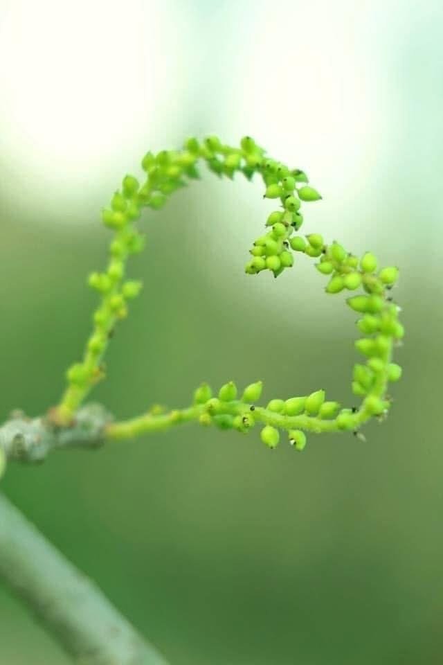 貴人 - ウィンストンマンの原理