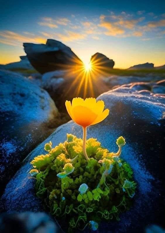 Avec suffisamment de soleil, les fleurs s'épanouiront.