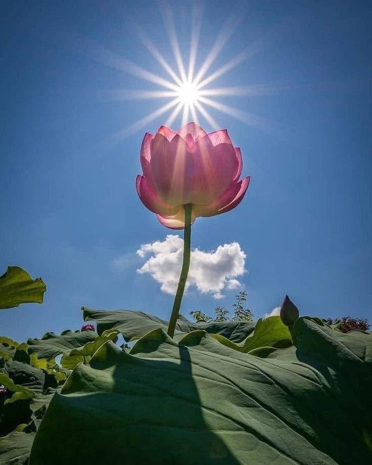 Lotus - Un Symbole Spirituel